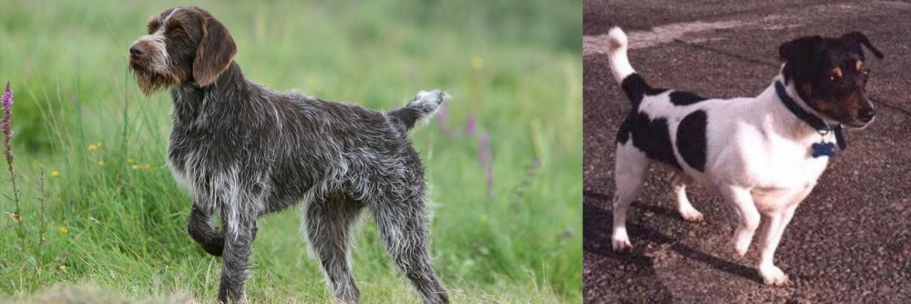 Teddy Roosevelt Terrier vs Cesky Fousek - Breed Comparison