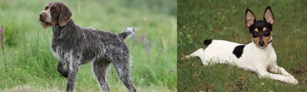 Toy Fox Terrier vs Cesky Fousek - Breed Comparison