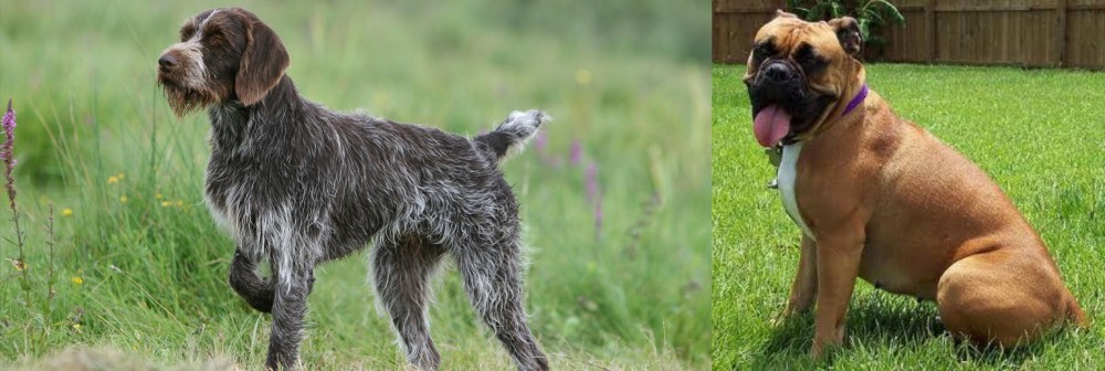 Valley Bulldog vs Cesky Fousek - Breed Comparison