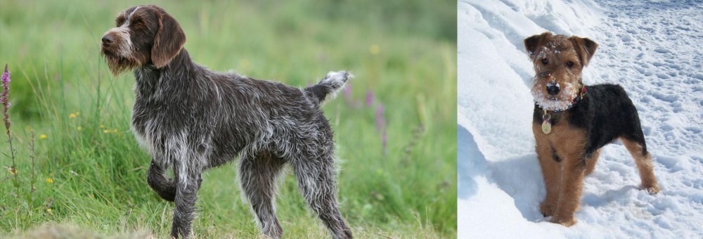 Welsh Terrier vs Cesky Fousek - Breed Comparison