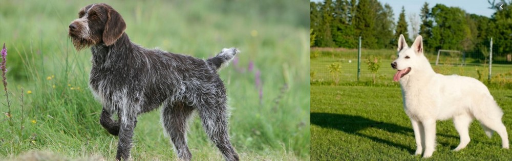 White Shepherd vs Cesky Fousek - Breed Comparison