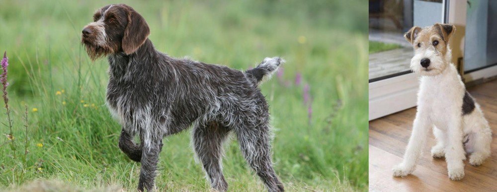 Wire Fox Terrier vs Cesky Fousek - Breed Comparison