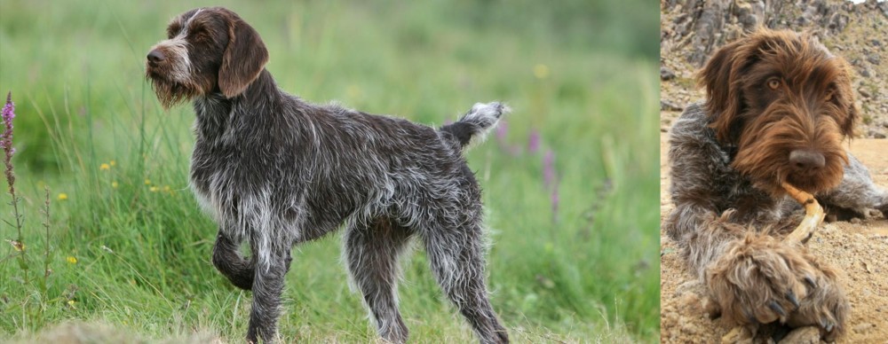 Wirehaired Pointing Griffon vs Cesky Fousek - Breed Comparison