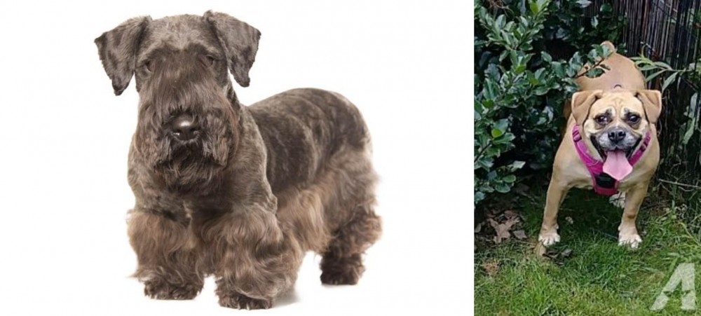 Beabull vs Cesky Terrier - Breed Comparison