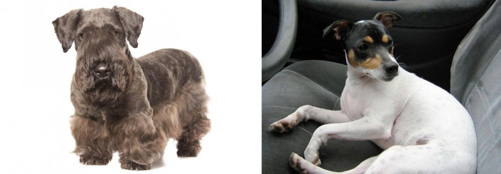 Chilean Fox Terrier vs Cesky Terrier - Breed Comparison