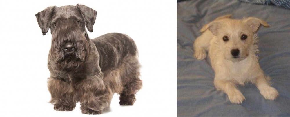 Chipoo vs Cesky Terrier - Breed Comparison