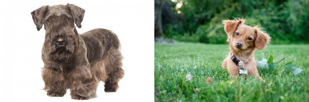 Chiweenie vs Cesky Terrier - Breed Comparison