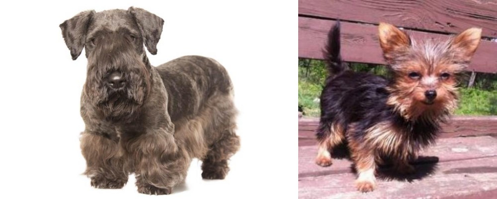 Chorkie vs Cesky Terrier - Breed Comparison