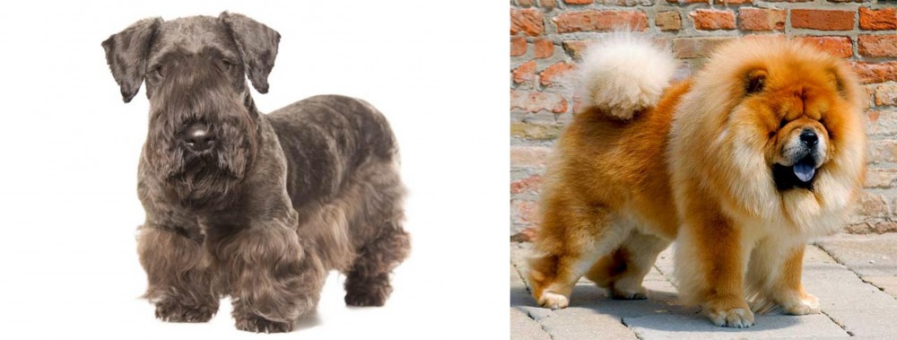 Chow Chow vs Cesky Terrier - Breed Comparison
