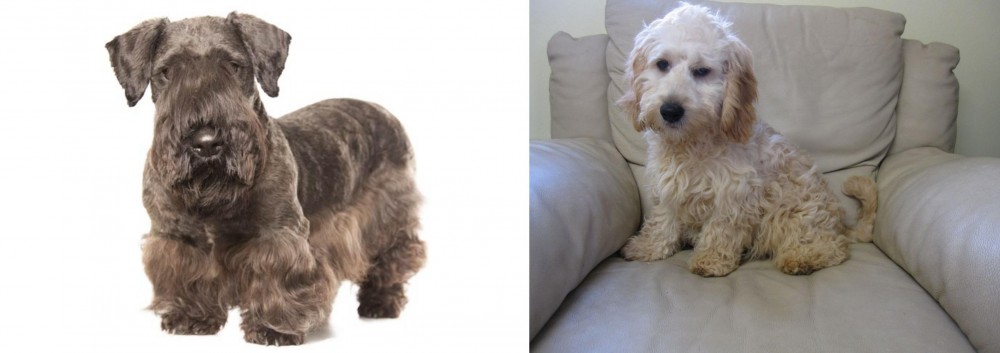 Cockachon vs Cesky Terrier - Breed Comparison