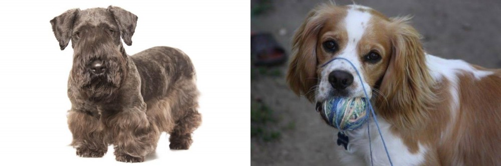 Cockalier vs Cesky Terrier - Breed Comparison