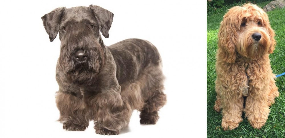 Cockapoo vs Cesky Terrier - Breed Comparison