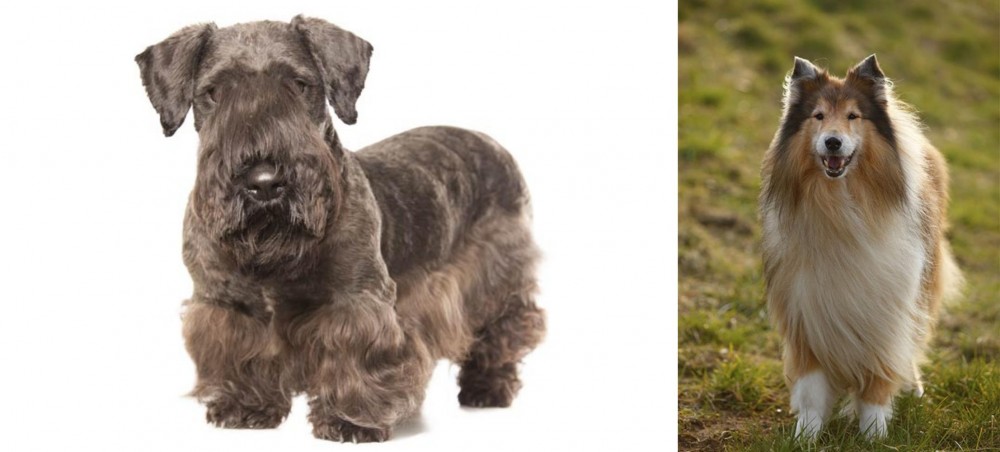 Collie vs Cesky Terrier - Breed Comparison