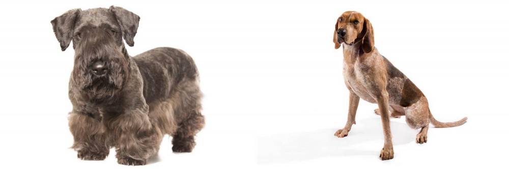 Coonhound vs Cesky Terrier - Breed Comparison