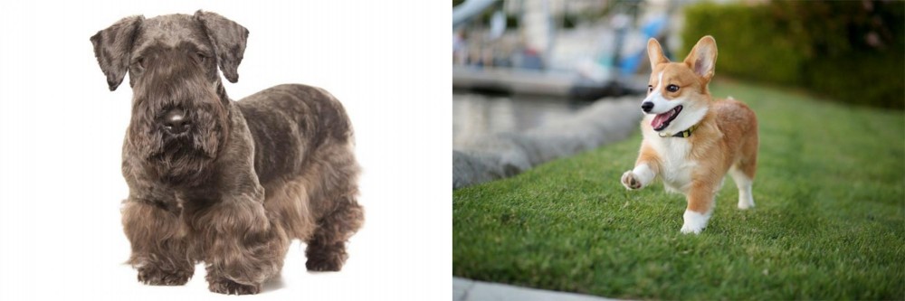 Corgi vs Cesky Terrier - Breed Comparison