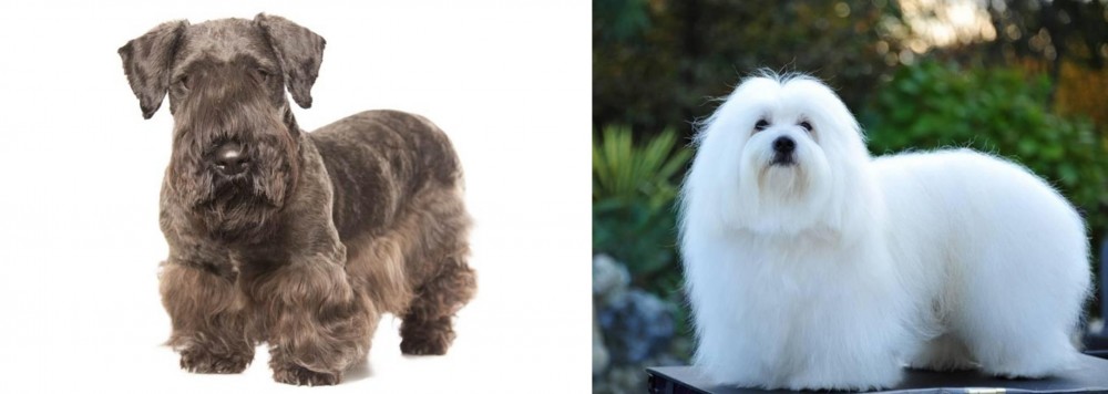 Coton De Tulear vs Cesky Terrier - Breed Comparison
