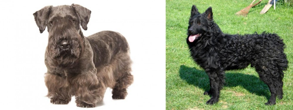 Croatian Sheepdog vs Cesky Terrier - Breed Comparison
