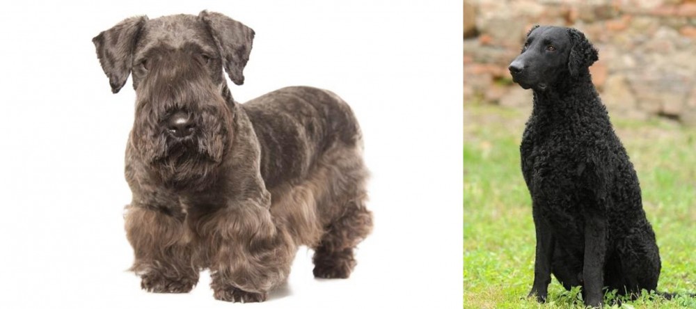 Curly Coated Retriever vs Cesky Terrier - Breed Comparison
