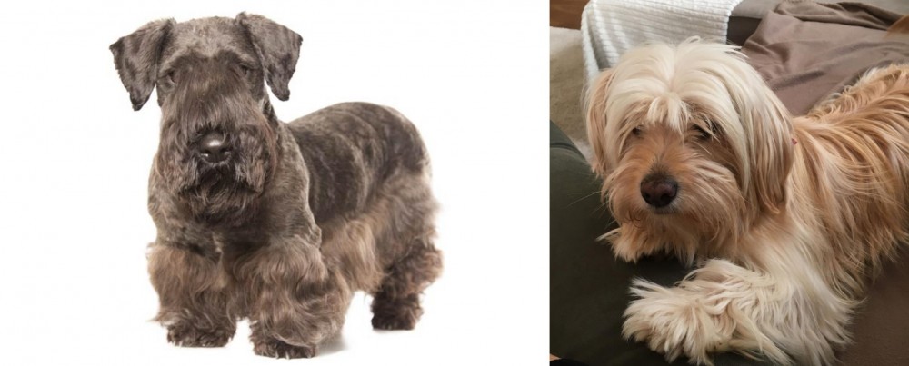 Cyprus Poodle vs Cesky Terrier - Breed Comparison