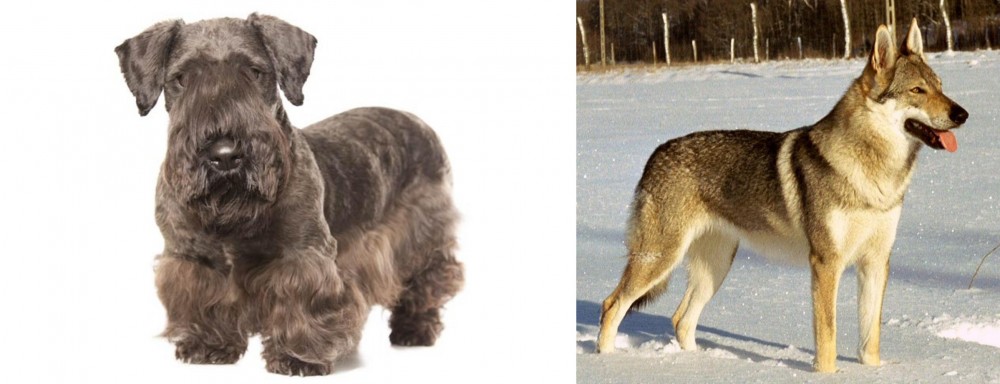 Czechoslovakian Wolfdog vs Cesky Terrier - Breed Comparison