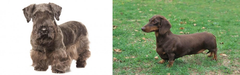 Dachshund vs Cesky Terrier - Breed Comparison