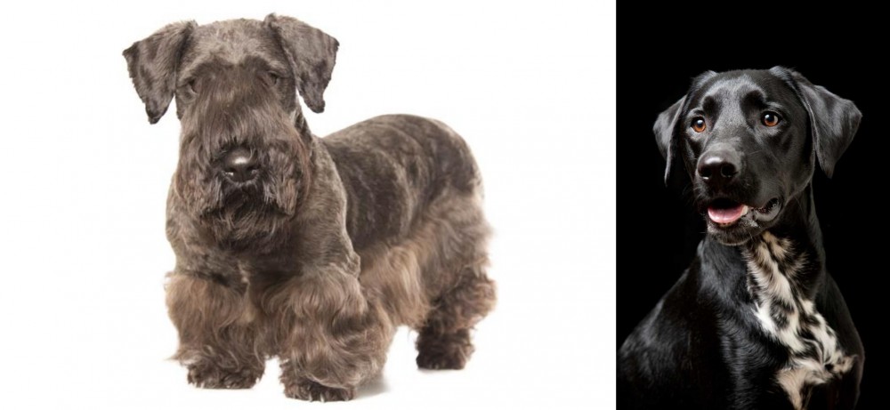 Dalmador vs Cesky Terrier - Breed Comparison