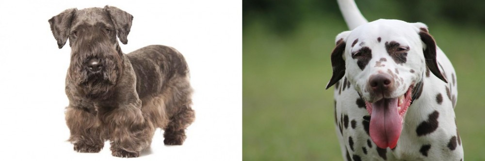 Dalmatian vs Cesky Terrier - Breed Comparison