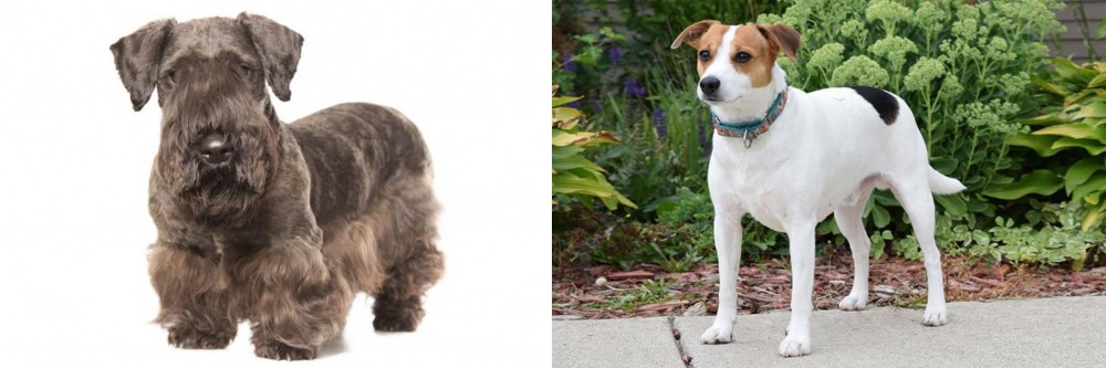 Danish Swedish Farmdog vs Cesky Terrier - Breed Comparison