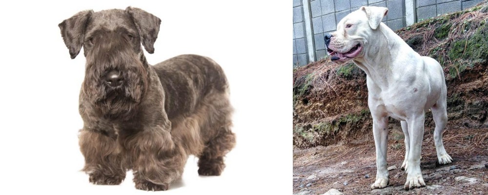 Dogo Guatemalteco vs Cesky Terrier - Breed Comparison