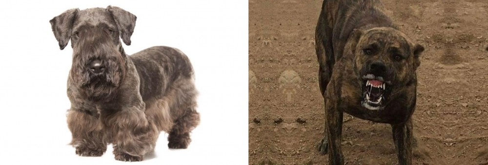 Dogo Sardesco vs Cesky Terrier - Breed Comparison