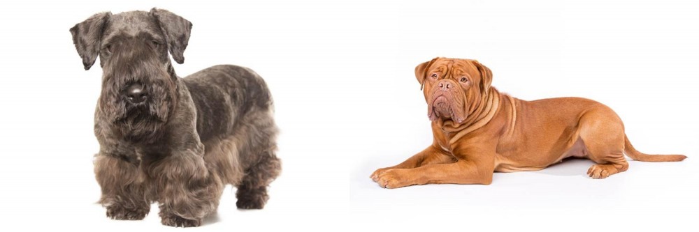 Dogue De Bordeaux vs Cesky Terrier - Breed Comparison