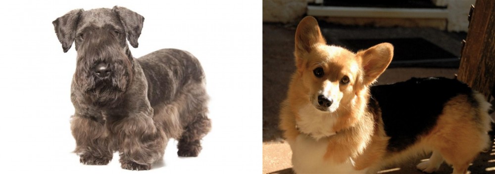 Dorgi vs Cesky Terrier - Breed Comparison