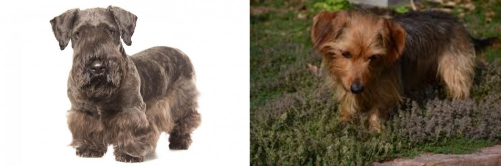 Dorkie vs Cesky Terrier - Breed Comparison
