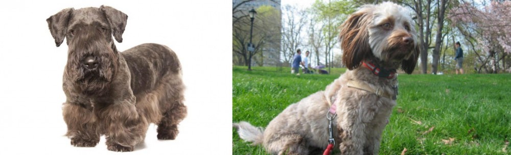Doxiepoo vs Cesky Terrier - Breed Comparison