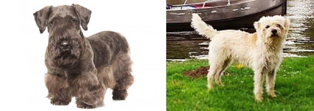 Dutch Smoushond vs Cesky Terrier - Breed Comparison