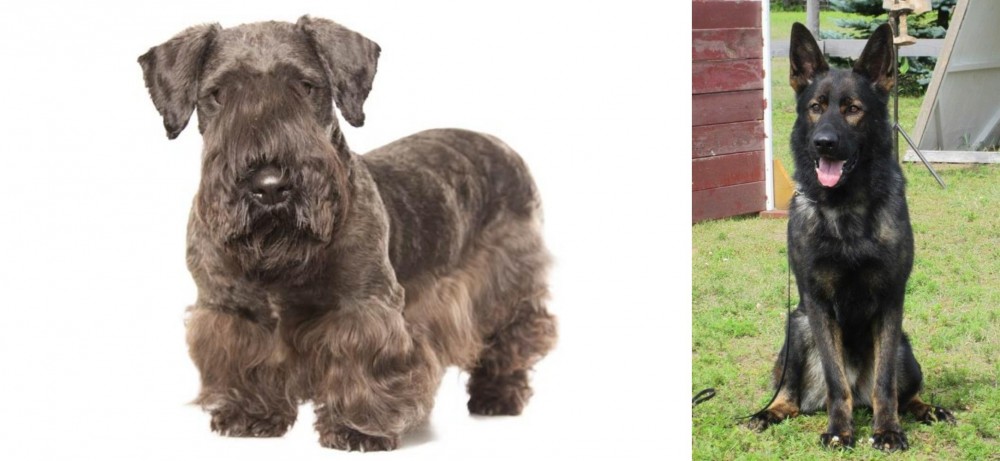 East German Shepherd vs Cesky Terrier - Breed Comparison