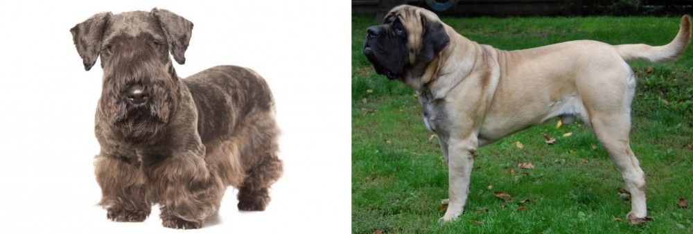 English Mastiff vs Cesky Terrier - Breed Comparison