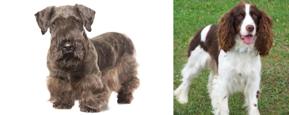 English Springer Spaniel vs Cesky Terrier - Breed Comparison