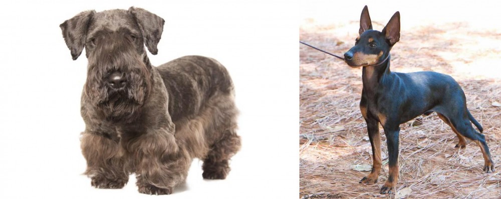 English Toy Terrier (Black & Tan) vs Cesky Terrier - Breed Comparison