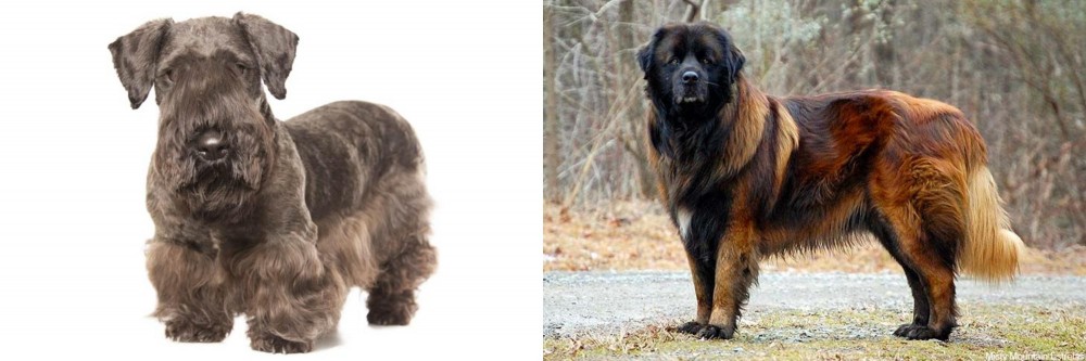 Estrela Mountain Dog vs Cesky Terrier - Breed Comparison