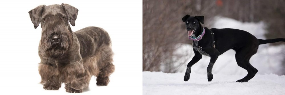 Eurohound vs Cesky Terrier - Breed Comparison