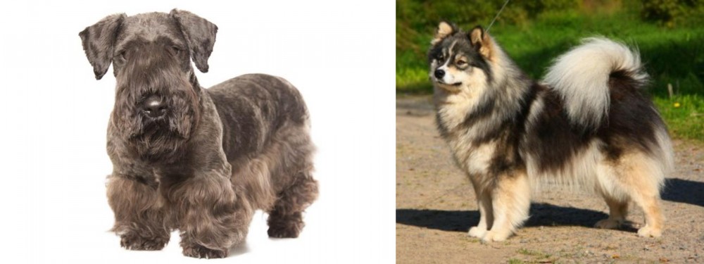 Finnish Lapphund vs Cesky Terrier - Breed Comparison