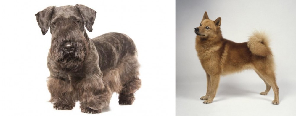 Finnish Spitz vs Cesky Terrier - Breed Comparison