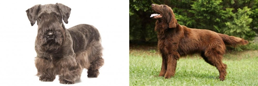 Flat-Coated Retriever vs Cesky Terrier - Breed Comparison