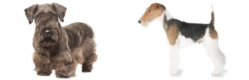 Fox Terrier vs Cesky Terrier - Breed Comparison