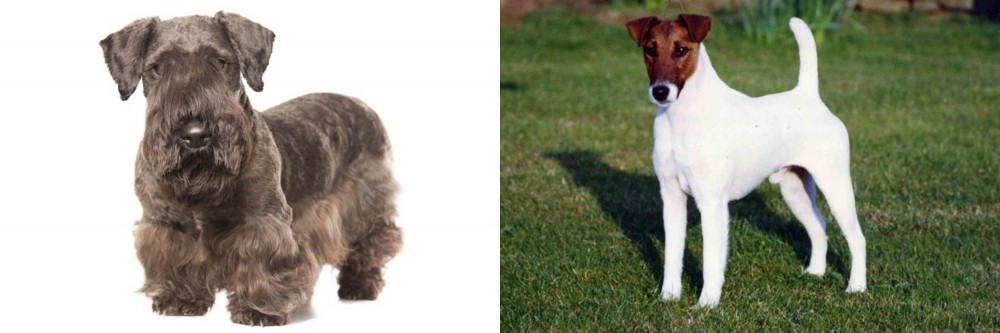 Fox Terrier (Smooth) vs Cesky Terrier - Breed Comparison
