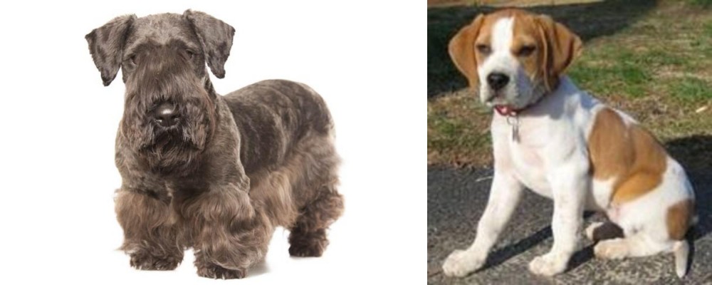 Francais Blanc et Orange vs Cesky Terrier - Breed Comparison