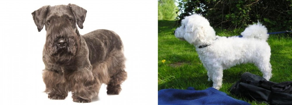 Franzuskaya Bolonka vs Cesky Terrier - Breed Comparison