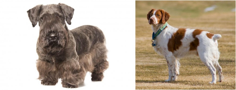 French Brittany vs Cesky Terrier - Breed Comparison