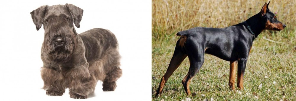 German Pinscher vs Cesky Terrier - Breed Comparison